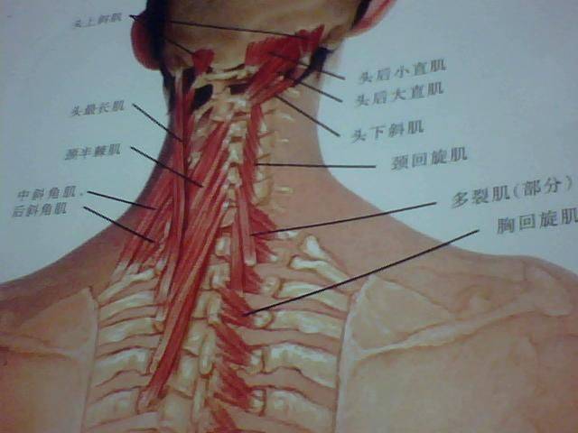 颈部后侧肌肉图片