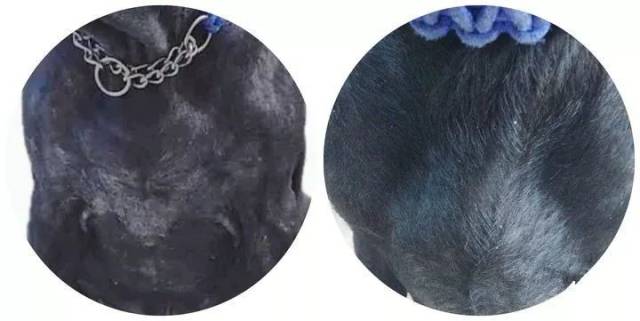 金毛大冬天剃成秃子,主人被路人指责无奈道出真相