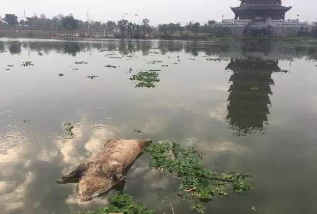 玉林园博园玉东湖惊现浮尸,路过市民纷纷掩鼻