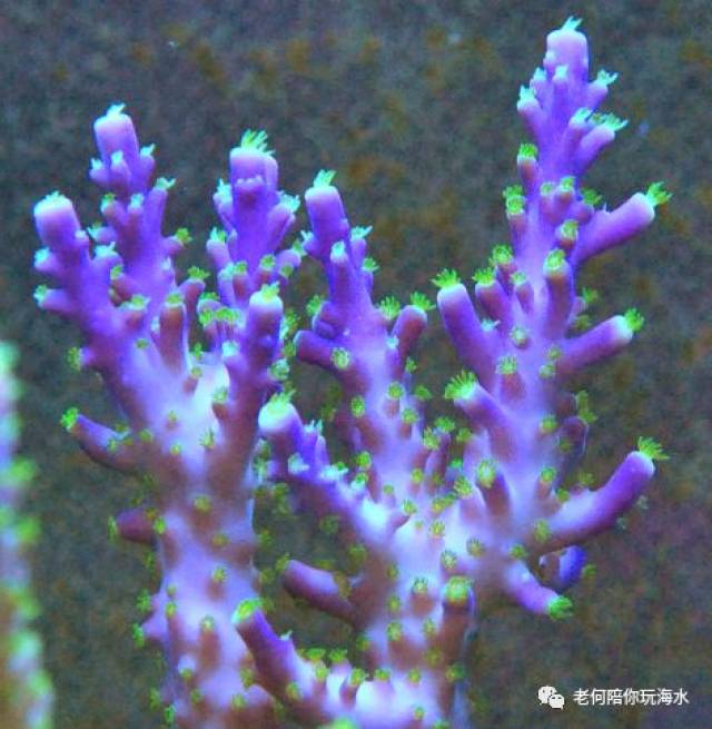 鸟巢/图钉/猫骨：①你喜欢的23种P属SPS珊瑚全介绍_品种