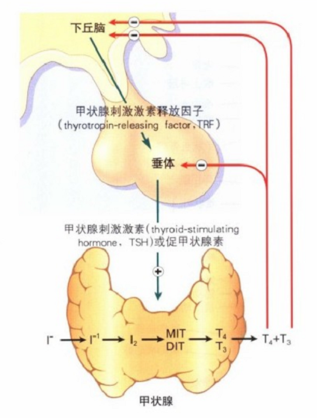 甲状腺激素分泌流程图图片