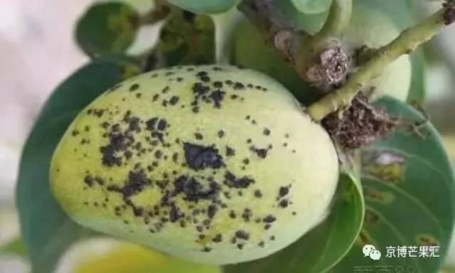 芒果溃疡病要及早做防范 果实品质有保障