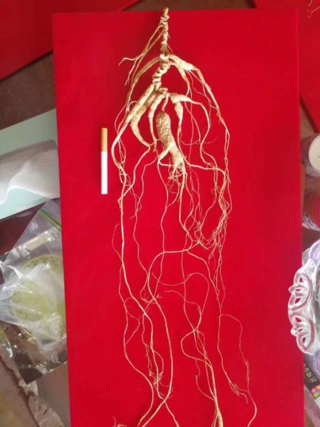 年分长的一些野山参,尤其是一些几十年上百年的老参,有部分芦碗痕迹