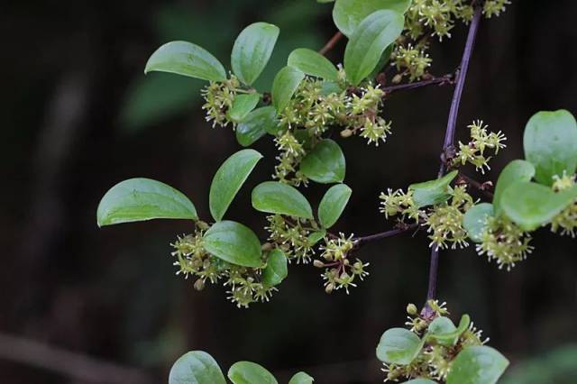 菝葜,我只管长成我自己的样子