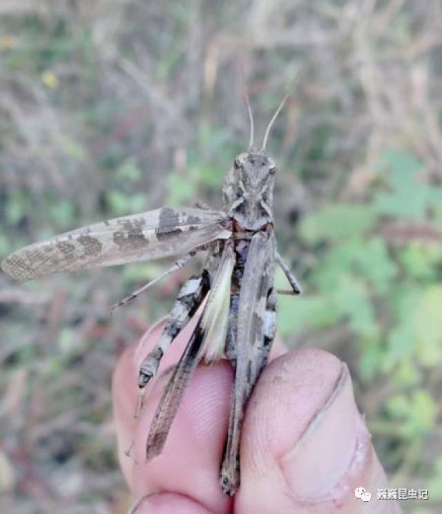 黄胫小车蝗(oedaleus  infernalis),摄于河南省