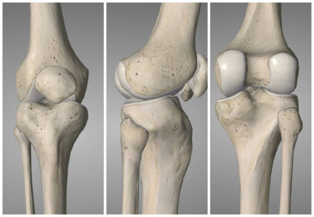 膝关节上面观图片