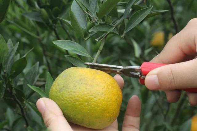 好陈皮从挑选新会柑开始，教你做出优质新会陈皮！