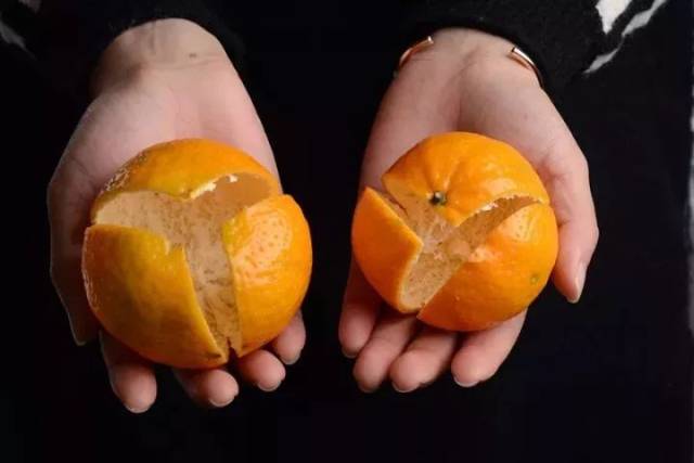 好陈皮从挑选新会柑开始，教你做出优质新会陈皮！