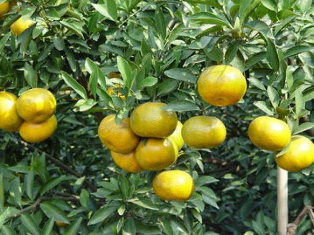 好陈皮从挑选新会柑开始，教你做出优质新会陈皮！