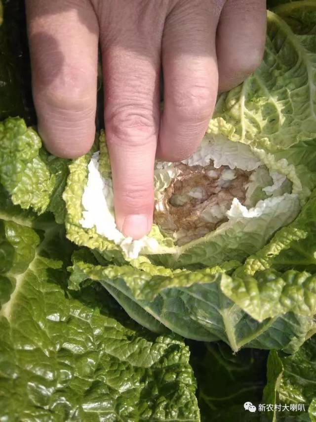 就是说土壤中不一定缺钙,而是不能充分吸收利用,所以白菜预防干烧心