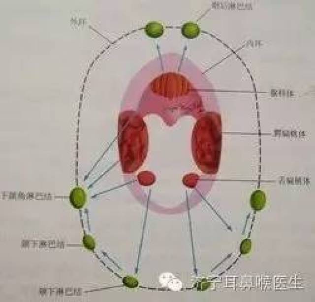 咽侧索增生图片