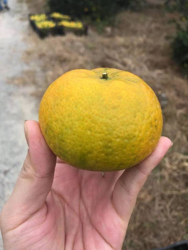 好陈皮从挑选新会柑开始，教你做出优质新会陈皮！