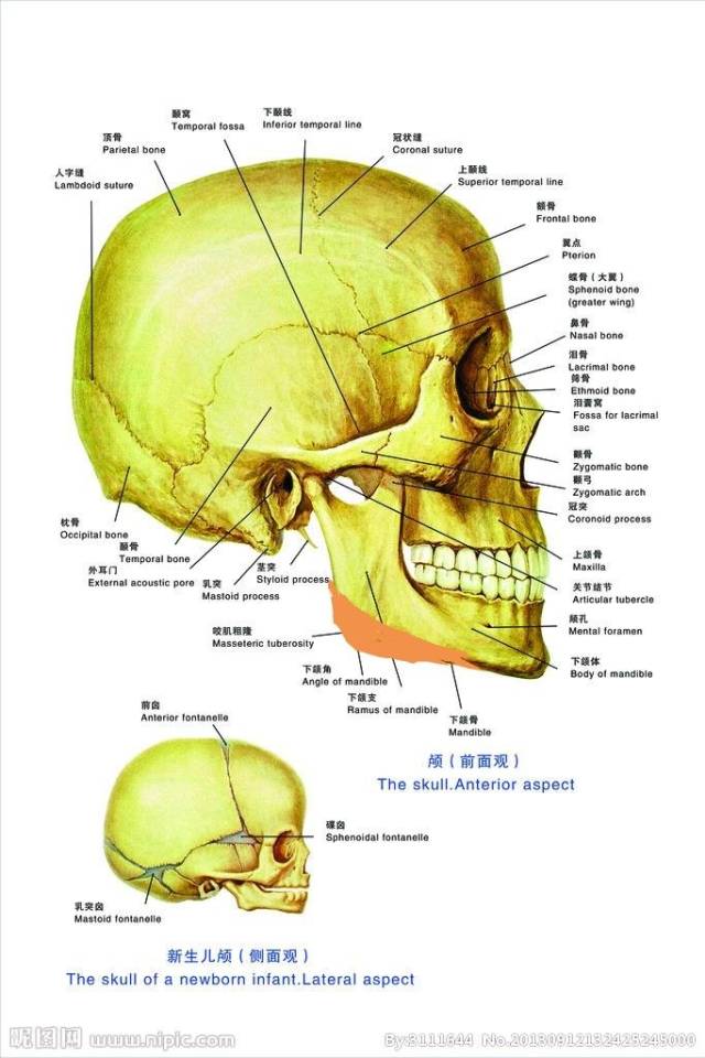 图示让你了解下颌骨大概结构,以及下颌角截骨区域,范围