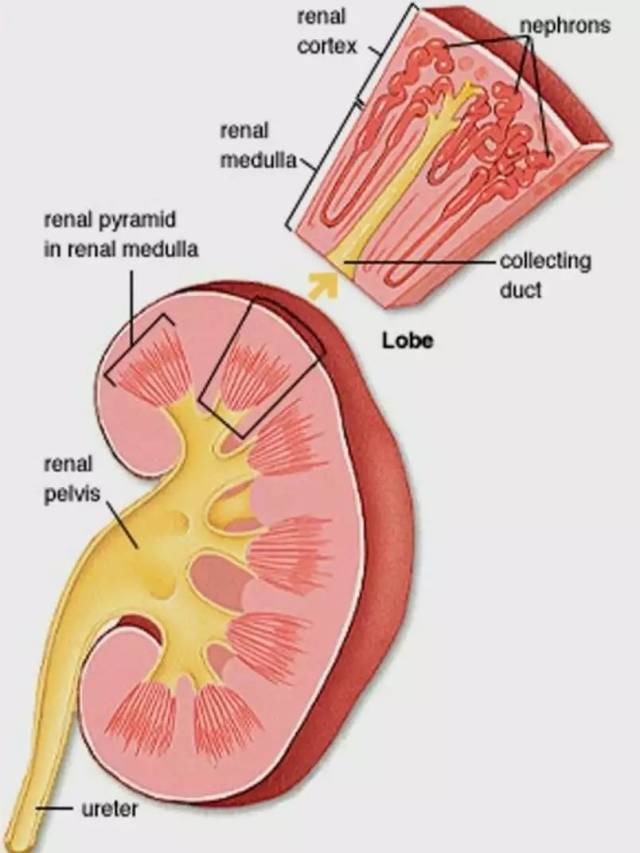 腎臟組織結構圖