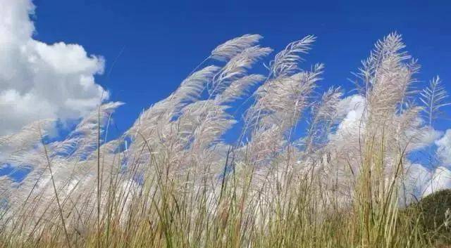 小学生古文诵读:01芦花