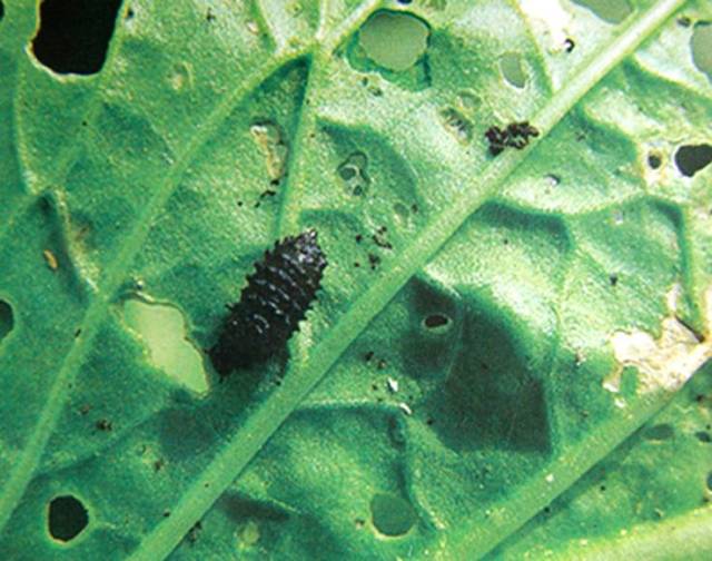 油菜虫害菜青虫图片图片