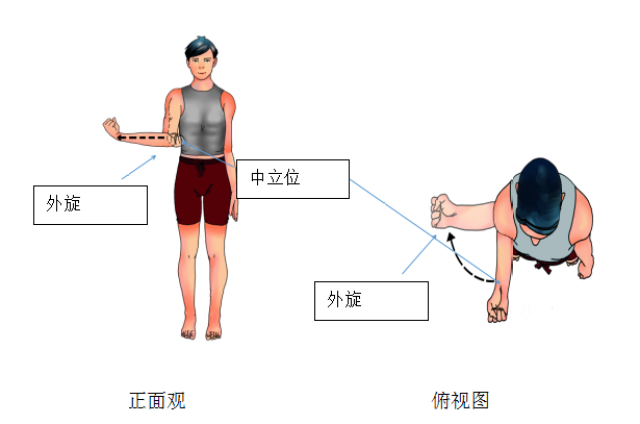 肩关节旋前旋后图片