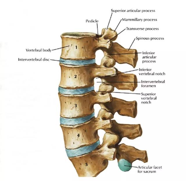 椎间孔的构成图片