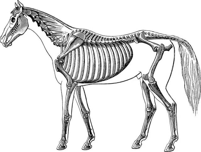 马匹骨架结构图