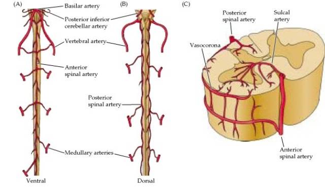 脊髓的血管解剖