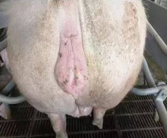 母猪排卵照片图片