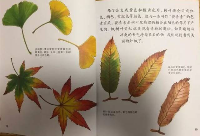 叶变成了红色,橡树叶变成了褐色,树叶变成了黄色……树叶为什么会变色