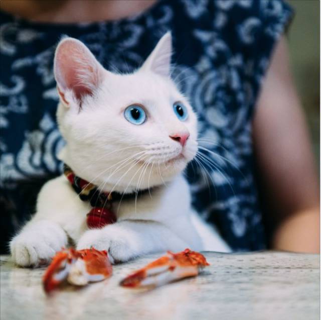 中华田园猫鉴赏丨生来可爱,值得温柔以待