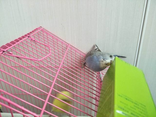 10张图10个测试说明虎皮鹦鹉的智商,有思维有