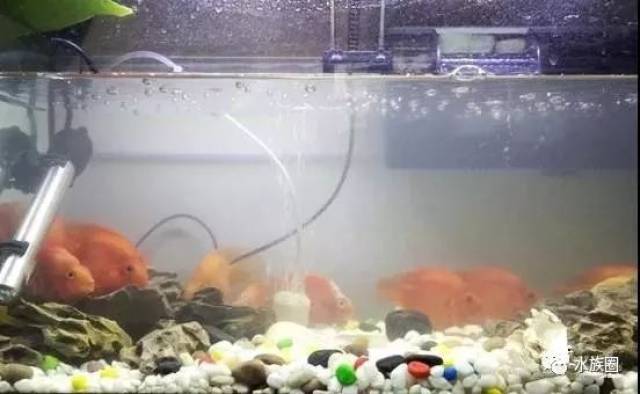 如何解决鱼缸水黄、混浊?