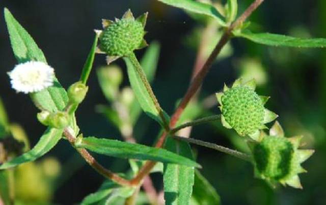 野葵花,學名:鱧腸,別名:烏田草,墨旱蓮,旱蓮草,墨水草,烏心草,黑墨草