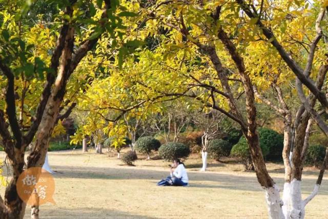 這場景,彷彿回到了那年的大學校園, 在草地上隨意坐著背英語單詞