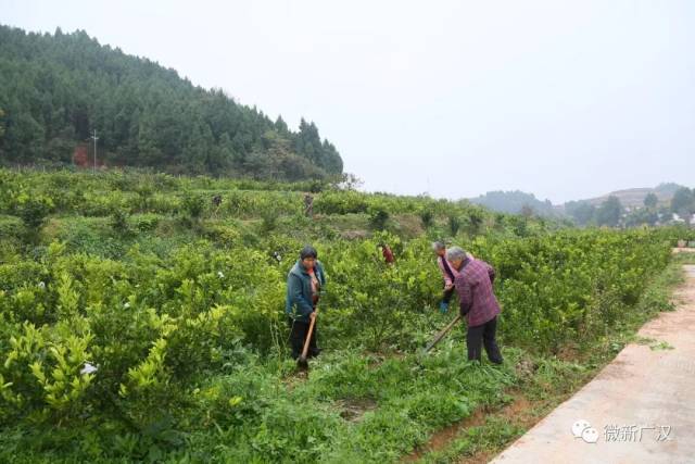 爱媛38跑山鸡地址:广汉市连山镇齐心村三友农场(4社 联系电话
