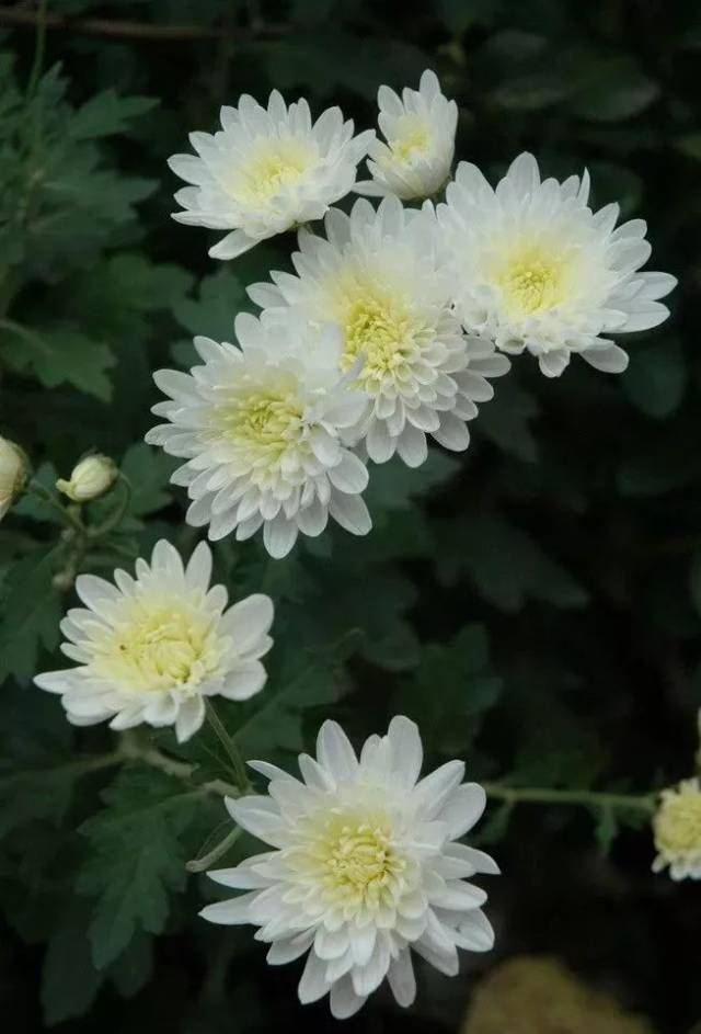 万物死一般的悲壮秋日落入大河我独立荒野楚王在频频向你招手示意你背