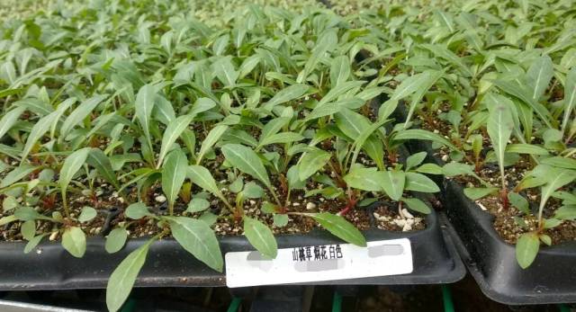 大花飞燕草 卫士系列 南非万寿菊 艾美佳系列