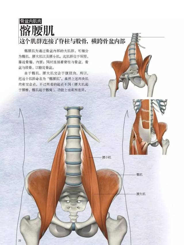 2018年11月新書《骨盆解剖及功能訓練圖解》李哲老師推薦