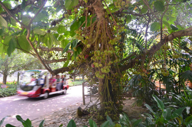 興隆熱帶植物園