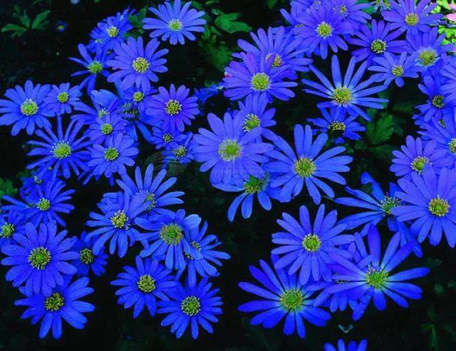 蓝色菊花百色图片