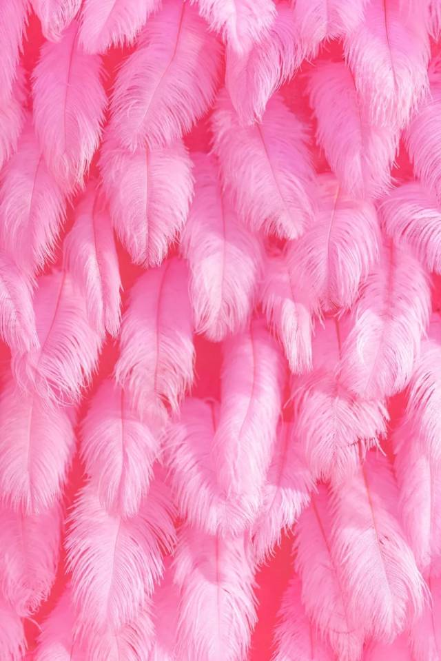 打卡点2·少女最爱の花瓣羽毛墙 超仙的 花瓣羽毛背景墙,绝对是闺蜜