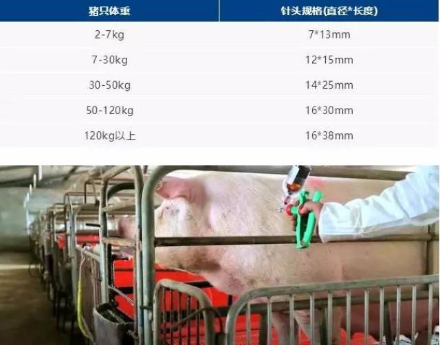 猪腹腔补液注射的图解图片