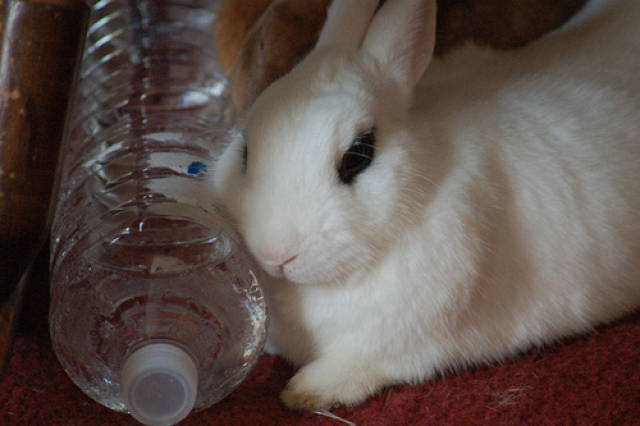 兔子洗耳朵图片