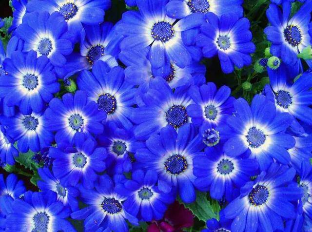 蓝色菊花百色图片