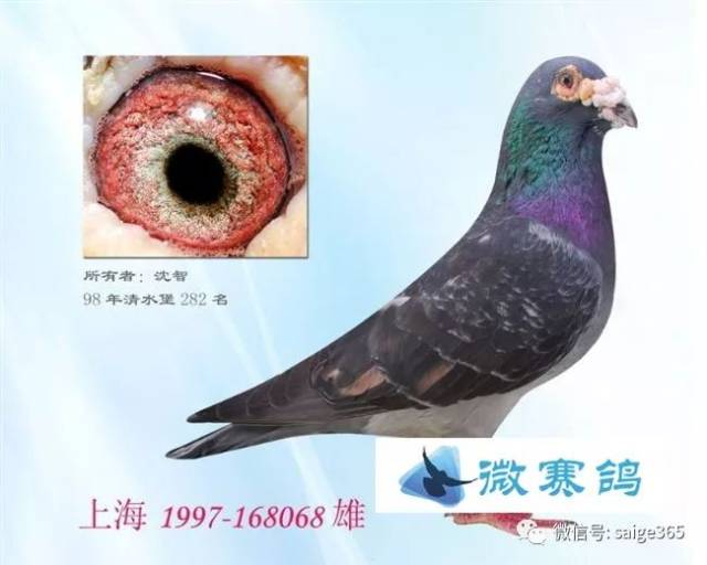【鸽经验】90%超远程鸽都具有的外部特征