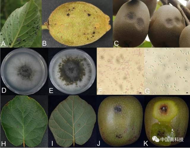 前沿科技 | 中科院科学家研究鉴定并发表三种猕猴桃真菌性黑斑病,褐斑