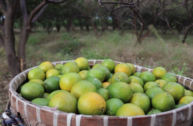 约起,到三垟湿地采摘瓯柑吧!