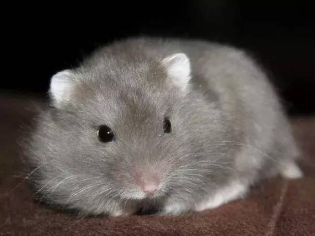 世界上最大的仓鼠最小图片