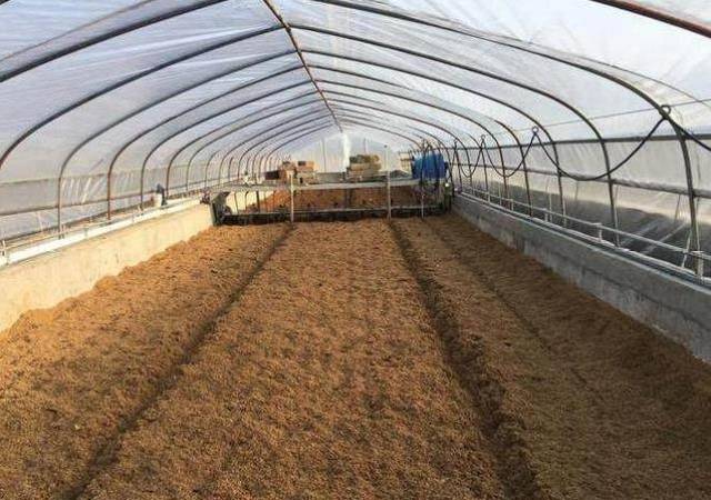 养殖发酵床死床怎么恢复与管理