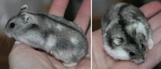 一文带你走进仓鼠世界:仓鼠种类之加卡利亚仓鼠