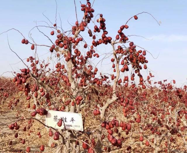 全体台州人,你在新疆的大枣已经成熟!速来认领