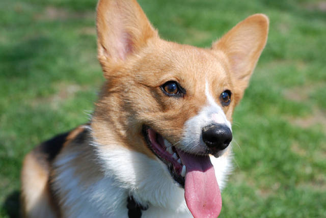 疥螨狗狗结痂要弄掉吗,狗狗疥螨会传染人吗