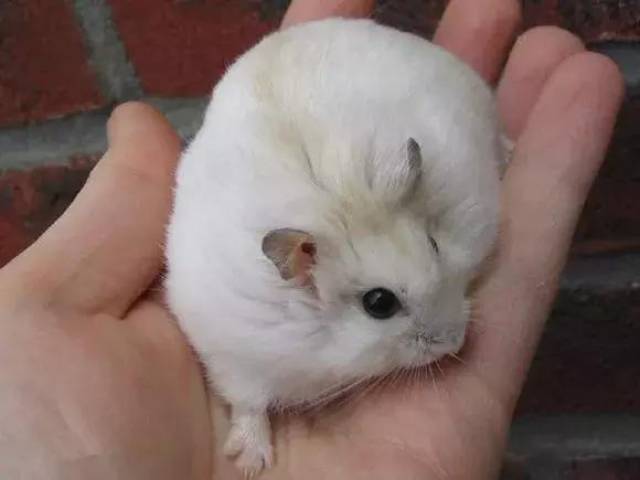 一文带你走进仓鼠世界:仓鼠种类之加卡利亚仓鼠